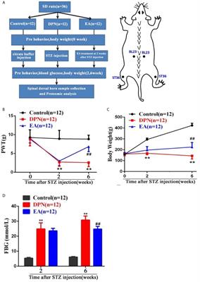 Proteomics Analysis of the Spinal Dorsal Horn in Diabetic Painful Neuropathy Rats With Electroacupuncture Treatment